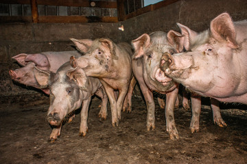 Pig farm