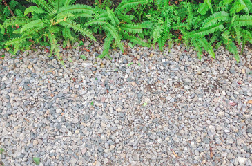 fern and gravels in garden.