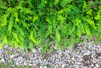 Fern plants in garden.