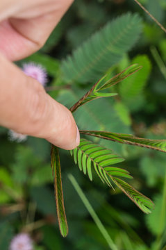 Mimosa Pudica - Shy Plant