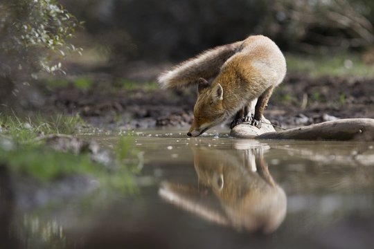 Red fox dinking water