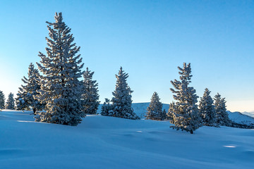 Snow-covered firs in the mountains of Khamar-Daban
