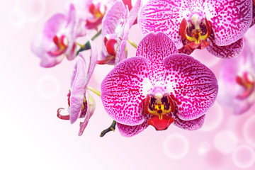 blossoming orchid flower with graphic bubbles in background.