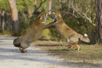 Red fox courtship and mating