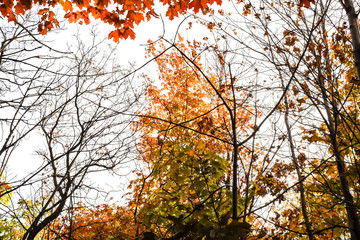 Fototapeta premium Fall Forest '16