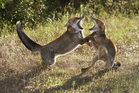 Red fox courtship