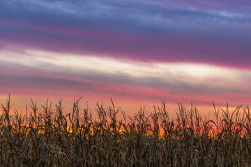 Naklejka premium Cornfield Sky - Setting Sun Over Central Indiana