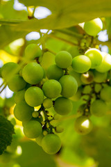Photo of a branch of green vine grapes
