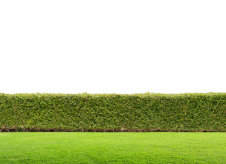 Green hedge or Green  fence on white background