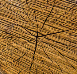 Photo of a brown texture of a cross section of tree