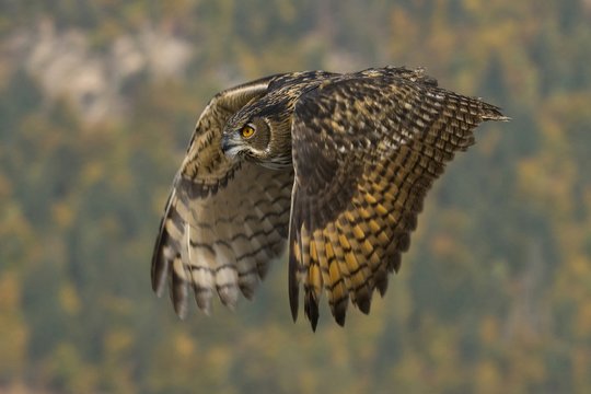 Eurasian eagle owl in flight, Caceres, Extremadura, Spain