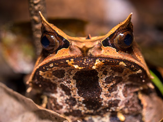 Long-nosed horned frog (Megophrys nasuta)