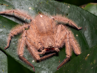 Furry Hunstman (Thelcticopis orichalcea), Tawau Hills, Borneo, Malaysia