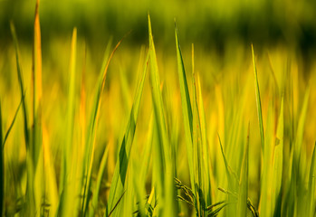 rice field and sunshine for background