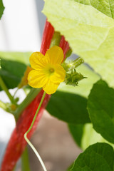 Small melon flower