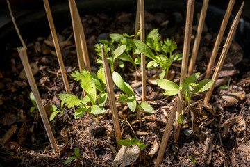 coriander plant
