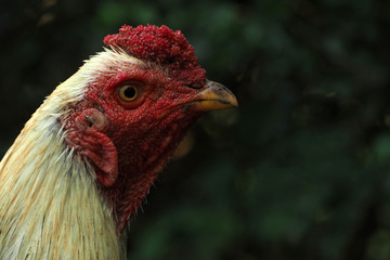 Head chicken close up
