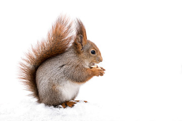red fluffy squirrel sitting on snow in winter park and eating nut