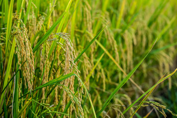 rice field and sunshine for background