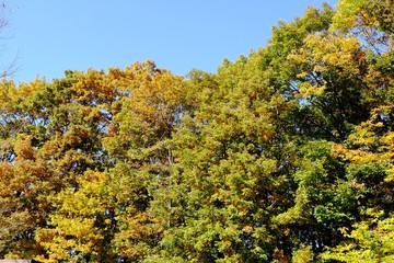 Fototapeta premium 青空と色付き始めた山々