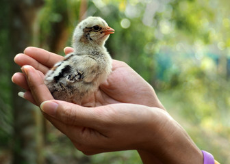 Chicks on women hand