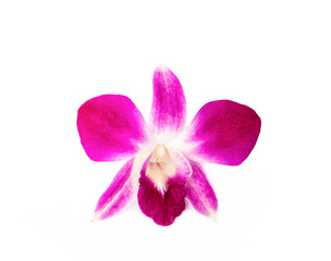 Fototapeta na wymiar Beautiful orchids isolated on white background