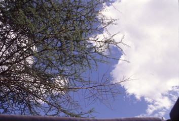 空　見上げる　雲　アカシア