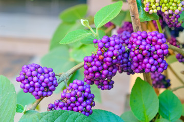 American Beautyberry or Purple Berries (Callicarpa americana)