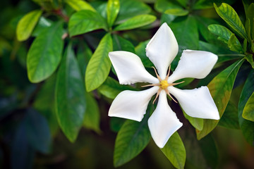 White cape jasmine, Gardenia Augusta (L.) Merr., closeup with gr