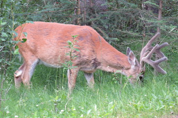 Mule dear that eat pastures in Banff, Canada.