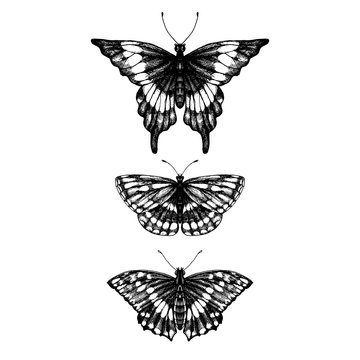 hand drawn set of butterflies