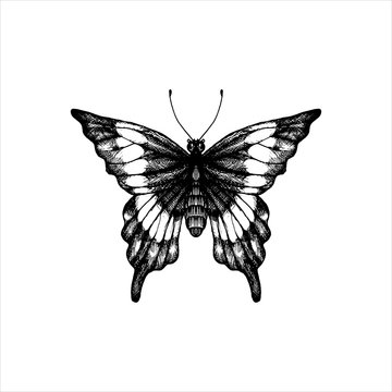 machaon, hand drawn butterfly