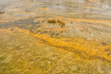 Bacteria Mat Abstract