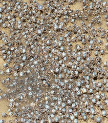 Blue soldier crabs on the sand flats at Urunga NSW, Australia