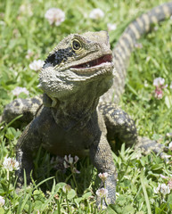 Eastern water dragon .