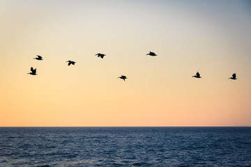 Group of pelicans flying on the beach at sunset - Puerto Vallarta, Jalisco, Mexico