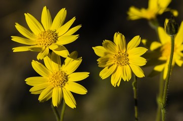 Yellow flowers on black background