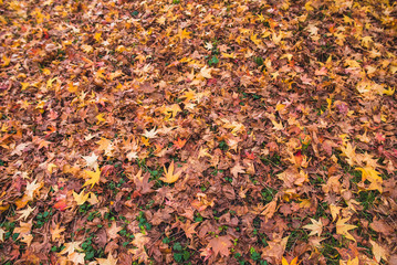 Colorful leaves in autumn