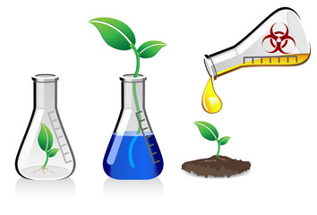 Plants being grown in glass beakers, genetically modified organisms
