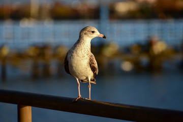 Seagull on a Pier