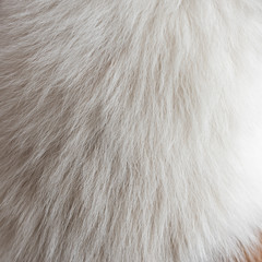 Dog fur texture