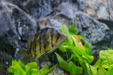 Malawi Cichlid fish  in aquarium