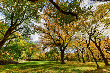 Fototapeta premium Central Park in Autumn in New York City