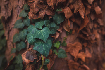 Ivy leaves on the trunk of a tree in autumn