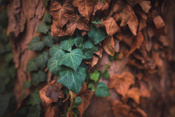 Fototapeta na wymiar Ivy leaves on the trunk of a tree in autumn