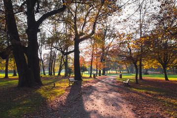 Pathway in the forest at autumn with benches trees and colorful leaves