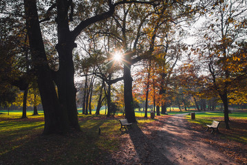 Pathway in the forest at autumn with benches trees and colorful leaves