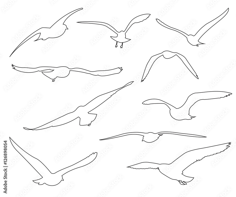 Poster vector paths of seagull set on the white background