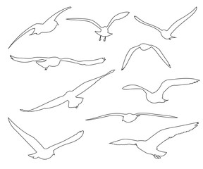 Vector paths of Seagull set on the white background