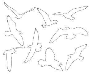 Vector paths of Seagull set on the white background